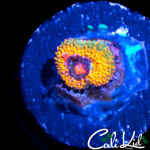 MYSTERY RAINBOW MICROMUSSA