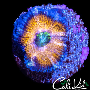 CK UNRELEASED ACAN LORD