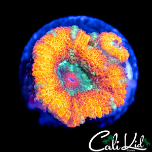 RARE ASIAN ACAN DOUBLE
