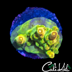 CK GOLDEN GODDESS ACRO