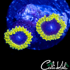 MESOPHERE ZOA DOUBLE