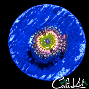 CK MONSTER'S INC ZOA