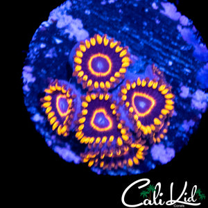 PURPLE HORNETS ZOA MINI COLONY