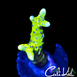 RRC GRAFTED GOLDEN ROD ANACROPORA