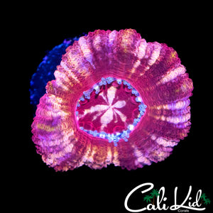 STARRY EYE ASIAN ACAN