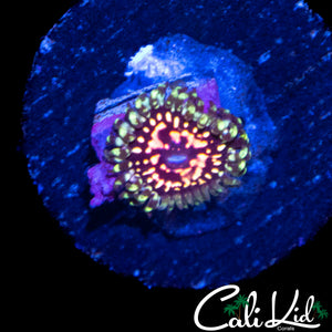 CK ULTIMATE PINK SPACE MONSTER ZOA