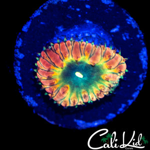 CK BONKERZ RAINBOW BLASTO