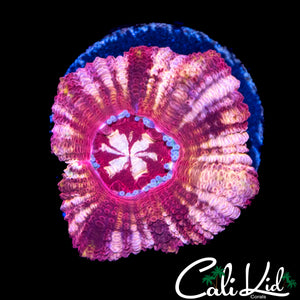 STARRY EYE ASIAN ACAN