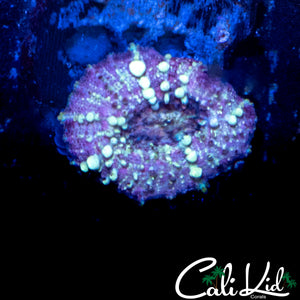 NEPTUNE BOUNCE SHROOM BABY