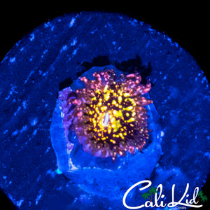 CK ACID TRIP ZOA