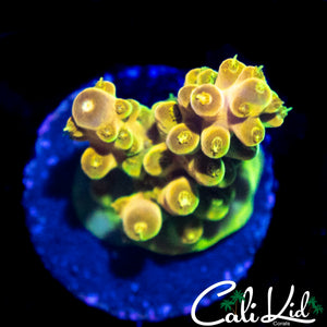 RAINBOW SMOOTH SKIN ACRO