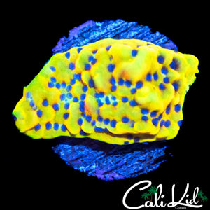 CK PEYOTE DREAMS MONTI