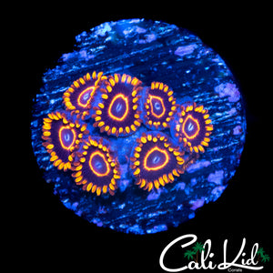 PURPLE HORNETS ZOA MINI COLONY