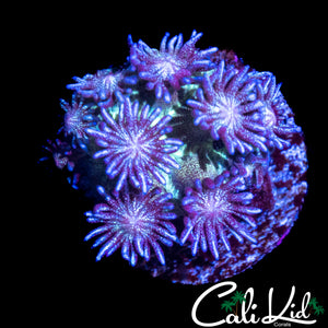 AQUACULTURED PURPLE GLITTER GONI