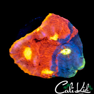 ULTIMATE RAINBOW CHALICE (MULTI EYES)