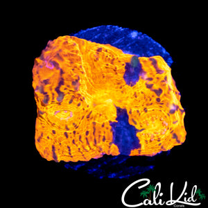 ULTRA SPLATTER CHALICE