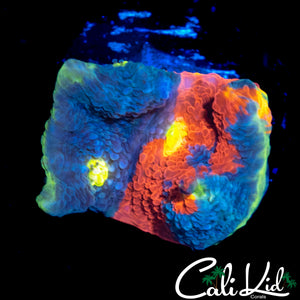 INSANE RAINBOW CHALICE