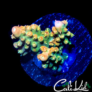 CK PINK FUSION ACRO