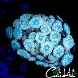 GHOST ALVEOPORA