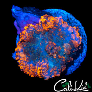 FLAME RIM RHODACTIS