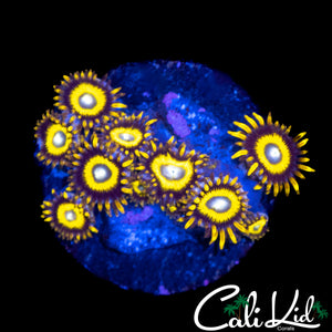 CK BULLS EYE ZOA MINI COLONY
