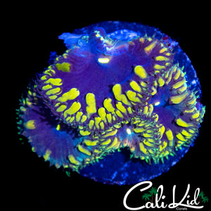 CK BLUE THUNDER BLASTO QUAD
