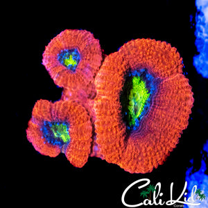 YELLOW EYE ACAN LORD TRIPLE