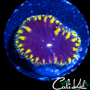 CK BLUE THUNDER BLASTO