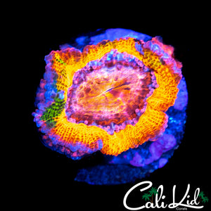 CK GUMMY BEAR ACAN W/ BABY