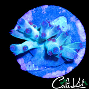 CK ICEMAN ACRO