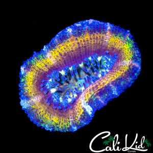 ULTRA RAINBOW ACAN LORD