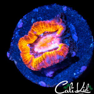 AMAZING MYSTERY ACAN
