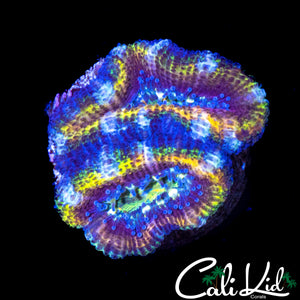 ULTRA RAINBOW ACAN LORD DOUBLE