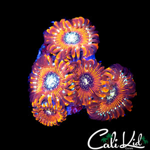 SALTED AGAVE ZOA MINI COLONY