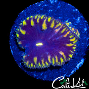 CK BLUE THUNDER BLASTO DOUBLE