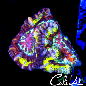 INSANE RAINBOW WILSONI