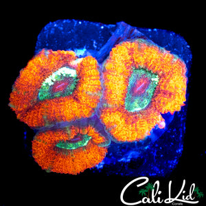 RARE ASIAN ACAN TRIPLE