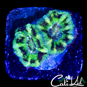 RARE PATTERN ASIAN ACAN DOUBLE