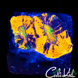 CK RAINBOW ECHINATA