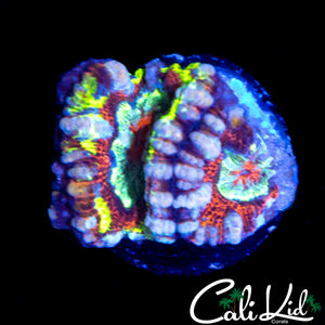 INSANE RAINBOW WILSONI