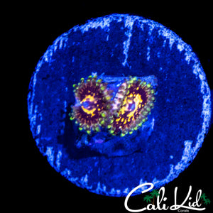 CK UNRELEASED ZOA DOUBLE