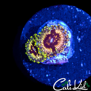 CK HELLRAZOR ZOA DOUBLE