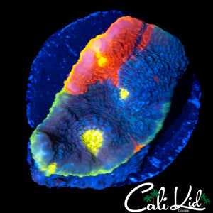 ULTIMATE RAINBOW CHALICE (MULTI EYES)