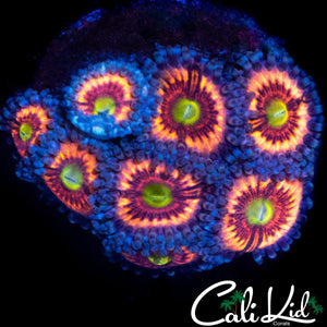 ULTIMATE ZOA MINI COLONY