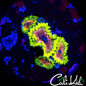 CK KULA KULA ZOA QUAD