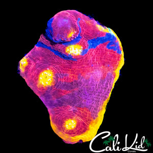 INDO RAINBOW CHALICE