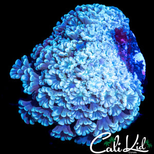 ULTRA ALVEOPORA MINI COLONY