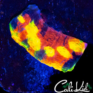 STUNNING RAINBOW CHALICE