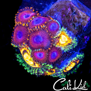ASSORTED ZOA MINI COLONY