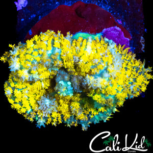 CK BERZERKER TYPE MUSHROOM